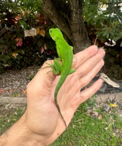 Grüner leguan kaufen