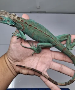 Blauer Leguan Kaufen