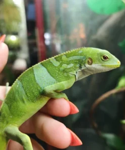 Fidschi Leguan kaufen