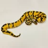 Super Pastel Enchi Het Clown - Königspython - Weibchen 2025