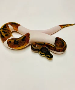 Pied Het Albino - Königspython, Weibchen 2025