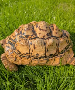 Pantherschildkröte Kaufen