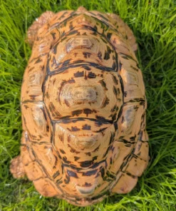 Pantherschildkröte Kaufen