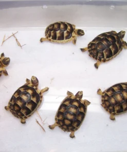 Mini schildkröten kaufen