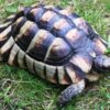 Breitrandschildkröte kaufen