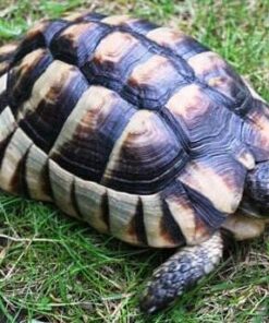 Breitrandschildkröte kaufen