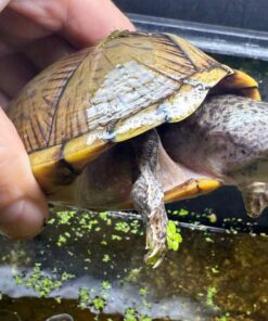Aquarium wasserschildkröte kaufen