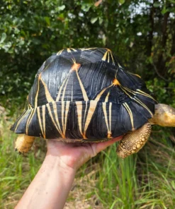 Strahlenschildkröte Kaufen