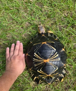 Strahlenschildkröte Kaufen
