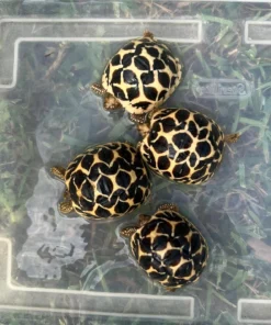 Sternschildkröte kaufen