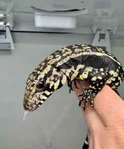 argentinischer teju kaufen