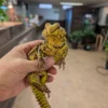 Uromastyx Kaufen