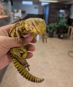 Uromastyx Kaufen